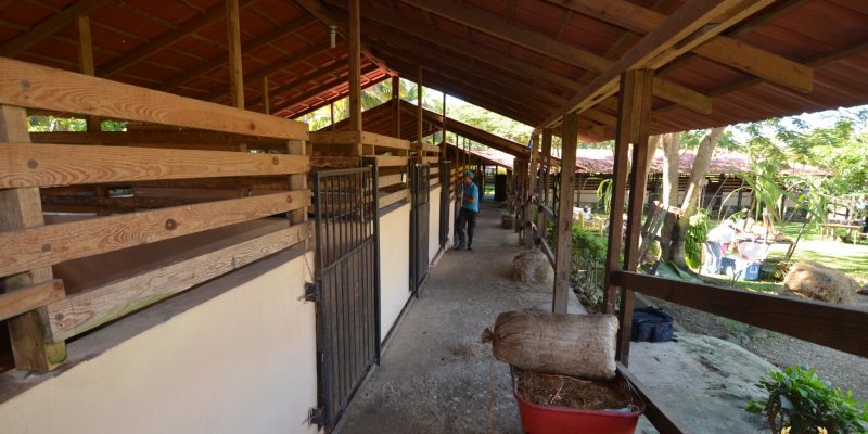 horse stables and hay