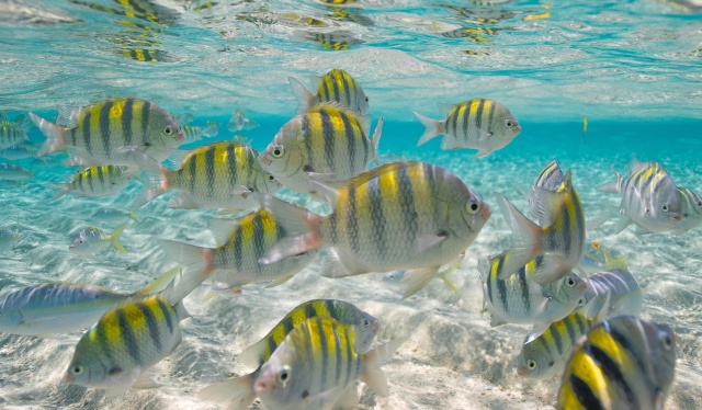 reef fish caribbean species