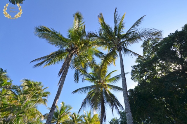 coconut trees in the villa
